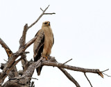 Savannrn <br> Tawny Eagle <br> Aquila rapax