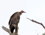 Kappgam <br> Hooded Vulture <br> Necrosyrtes monachus