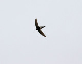 Vitgumpad seglare <br> White-rumped Swift <br> Apus caffer