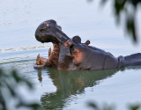 Flodhst <br> Hippopotamus <br> Hippopotamus amphibius