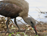 Hadadaibis <br> Hadada ibis <br> Bostrychia hagedash