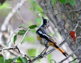 Vitstrupig snrskvtta <br> White-throated Robin-Chat <br> Cossypha humeralis