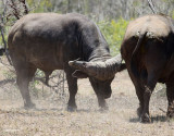 Afrikansk buffel <br> African Buffalo <br> Syncerus caffer