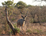 Strre kudu<br> Greater Kudu <br> Tragelaphus strepsiceros