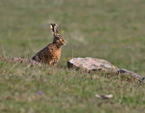Flthare <br> Brown Hare<br> Lepus europaeus