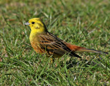 Gulsparv <br> Yellowhammer <br> Emberiza citrinella