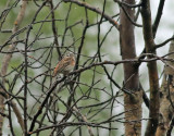 Hybrid Yellowhammer X Pine bunting