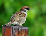 Pilfink <br> Passer montanus<br> Eurasian Tree Sparrow