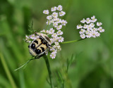 Humlebagge <br> Bee Beetle<br>Trichius fasciatus