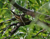 Trsksngare <br> Lanceolated Warbler<br> Locustella lanceolata	