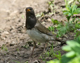 Svarthalsad trast <br> Black-throated Thrush <br> Turdus atrogularis