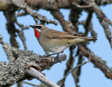 Rubinnktergal <br> Siberian Rubythroat <br> Luscinia calliope