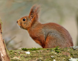 Rd ekorre <br> Eurasian Red Squirrel <br> Sciurus vulgaris