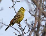 Gulsparv <br> Yellowhammer <br> Emberiza citrinella