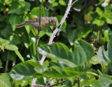Stensngare <br> Sulphur-bellied warbler <br> Phylloscopus griseolus