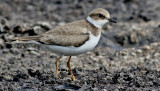 Mindre strandpipare <br> Little Ringed Plover <br> Charadrius dubius