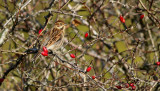 Svsparv<br>Common Reed Bunting (Reed Bunting) <br>Emberiza schoeniclus