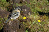 Bofink <br> Common Chaffinch <br>  Fringilla coelebs moreletti