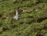 Mindre beckasinsnppa <br> Short-billed dowitcher <br> Limnodromus griseus