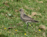 Amerikansk tundrapipare <br> American Golden Plover <br> Pluvialis dominica