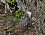 Gulnbbad regngk <br> Yellow-billed Cuckoo <br> Coccyzus americanus