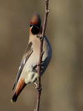 Sidensvans <br> Bombycilla garrulus <br> Bohemian Waxwing