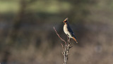 Sidensvans <br> Bombycilla garrulus <br> Bohemian Waxwing