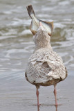 Vittrut <br> Glaucous Gull <br> Larus hyperboreus