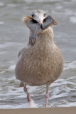 Vittrut <br> Glaucous Gull <br> Larus hyperboreus