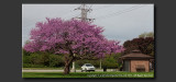 2013 - Cercis canadensis L. (redbud tree) - Niagara Falls, Ontario - Canada