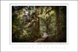 2011 - Pacific Rim National Park - Vancouver Island, BC - Canada