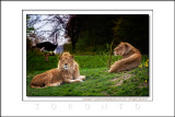 2013 - Toronto Zoo, Ontario - Canada