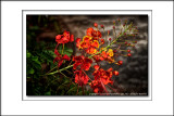 2013 - Dwarf Poinciana - Presidents Residence of the Regional Government - Funchal, Madeira - Portugal