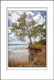 Tree at the Edge - Scarborough Bluffers - Toronto, Ontario - Canada