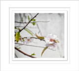 2014 - Almond Blossom - Faro, Portugal