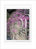 2014 - Eastern Redbud, Edwards Garden - Toronto, Ontario - Canada
