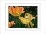 2014 - Snowdrop & Tulips, Edwards Garden - Toronto, Ontario - Canada