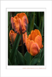 2014 - Tulips, Edwards Garden - Toronto, Ontario - Canada