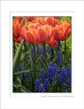 2014 - Tulips, Edwards Garden - Toronto, Ontario - Canada