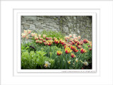 2014 - Tulips, Edwards Garden - Toronto, Ontario - Canada
