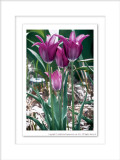 2014 - Tulips, Edwards Garden - Toronto, Ontario - Canada
