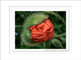 2014 - Poppy, Rosetta McClain Garden - Toronto, Ontario - Canada