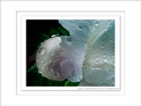 2014 - Peony, Edwards Garden - Toronto, Ontario - Canada