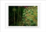 2014 - Allium Seeds - Toronto Botanic Garden, Ontario - Canada