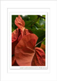 2014 - Bougainvillea on our Balcony - Toronto, Ontario - Canada
