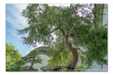 2014 - Bonsai, Chinese Garden - Montreal Botanic Garden, Quebec - Canada
