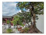 2014 - Bonsai, Chinese Garden - Montreal Botanic Garden, Quebec - Canada