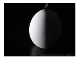 2014 - The dark side of the egg (Month Pbase Photo Challenge, Os in October)