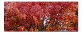 2014 - Autumn Colours, Oak Tree - Toronto, Ontario - Canada