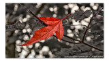 2014 - Autumn Colours, Sunnybrook Park - Toronto, Ontario - Canada